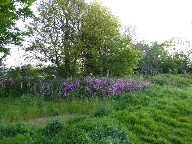 Flowers at Blackers field